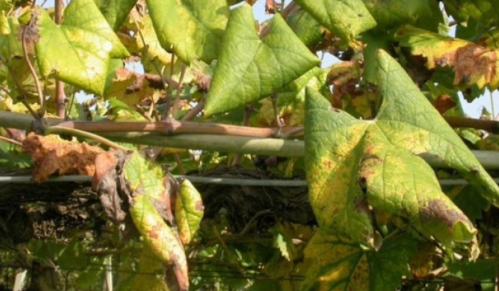 Fotka - Varovanie - zlaté žltnutie viniča