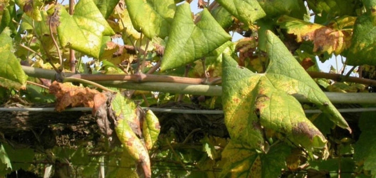 Fotka - Varovanie - zlaté žltnutie viniča